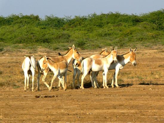 Little Rann of Kutch
